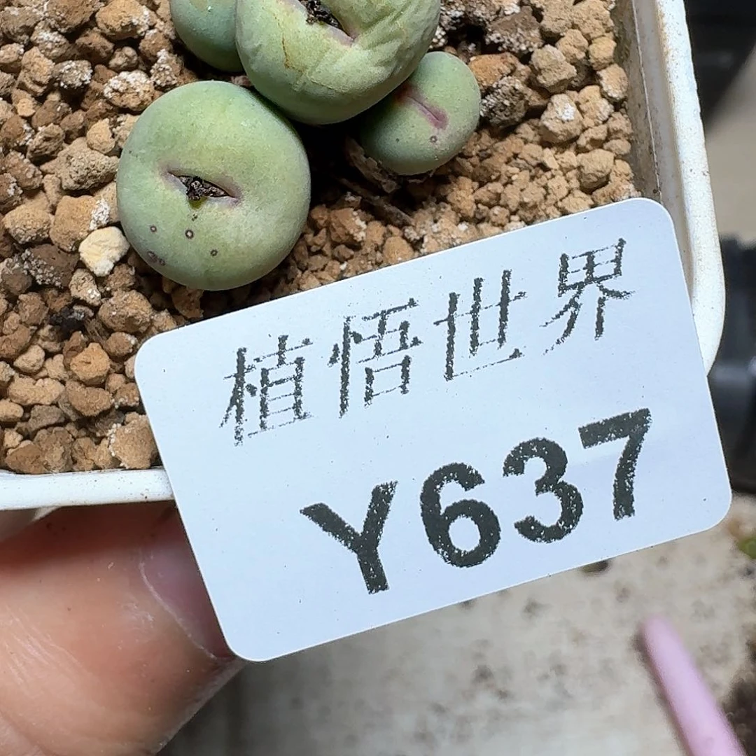 637号多肉植物哇fv