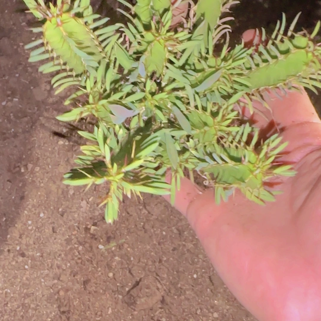 F***）块根植物块根植物
