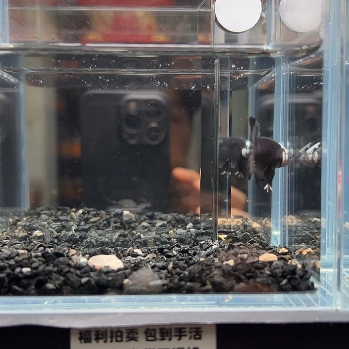 斗鱼一单包邮13日146