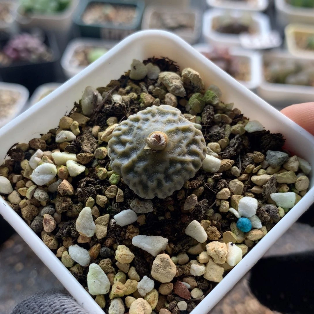 856超级烧卖母本dt7778