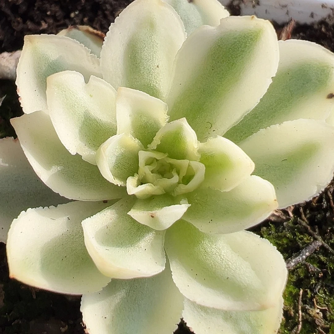 山地玫瑰锦秋夕892号