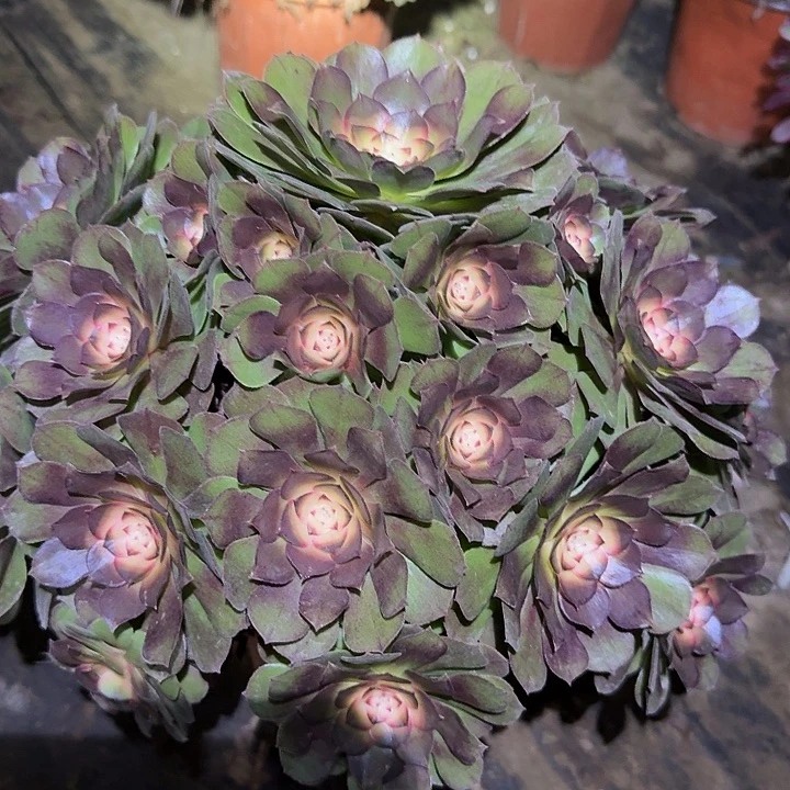 精品红太阳老桩亏本福利