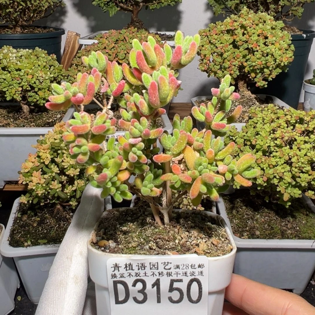 d3150红叶枝干腹轮