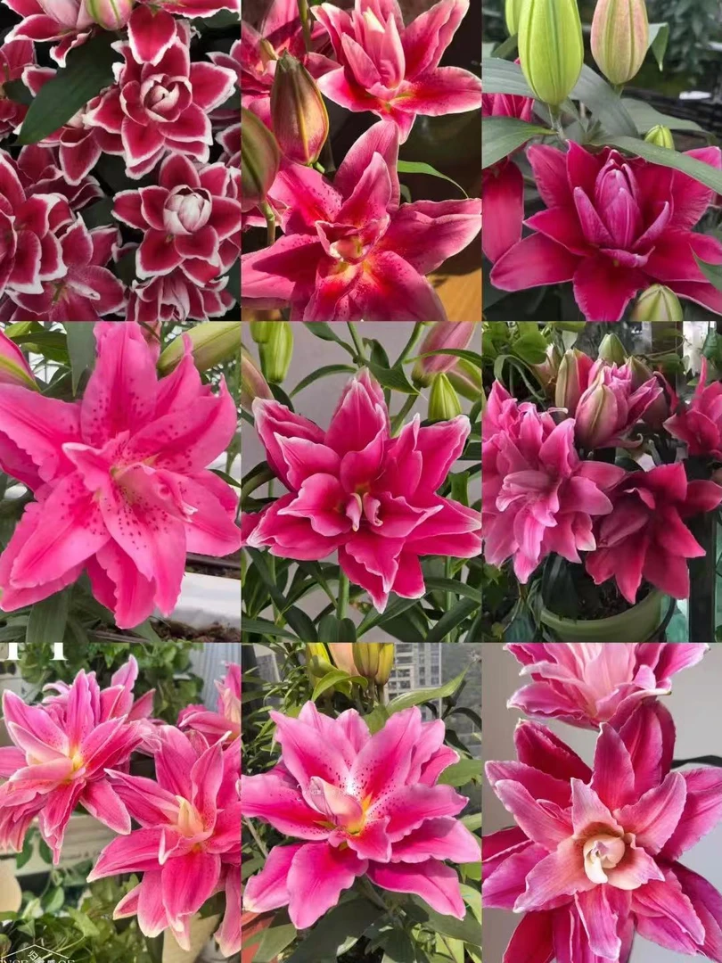 百合种球1颗【红色重瓣福利】12/14庭院阳台进口重瓣香水百合种球