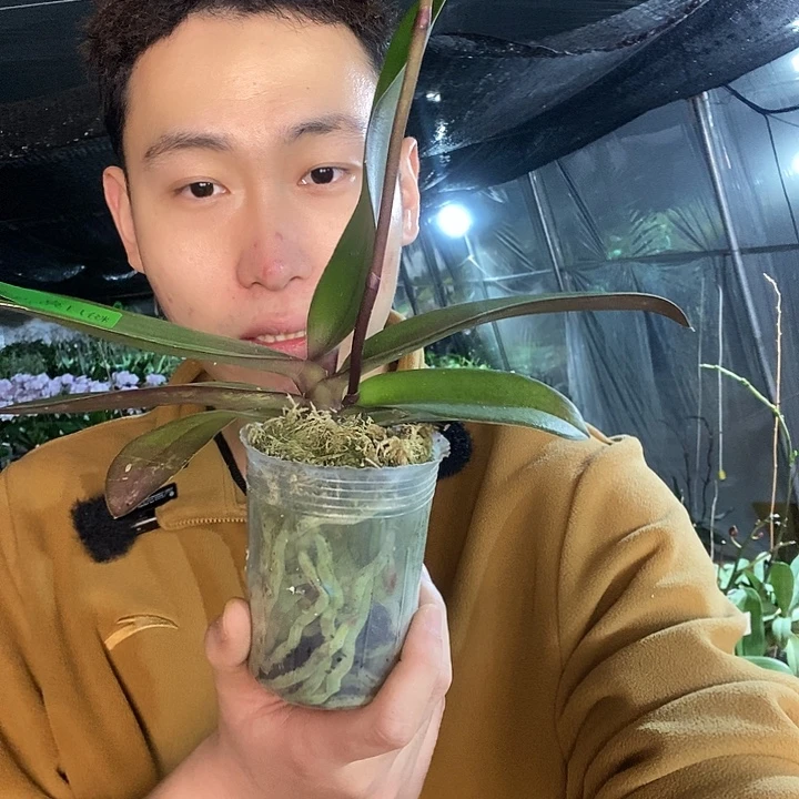 无花朵粉月亮蝴蝶兰