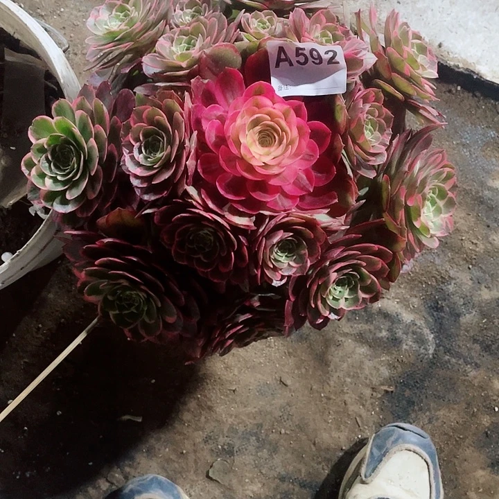 多肉法师锦粉花妖福利592