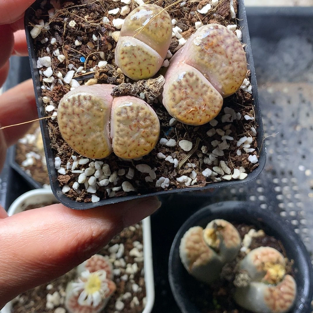 E147多肉植物保护