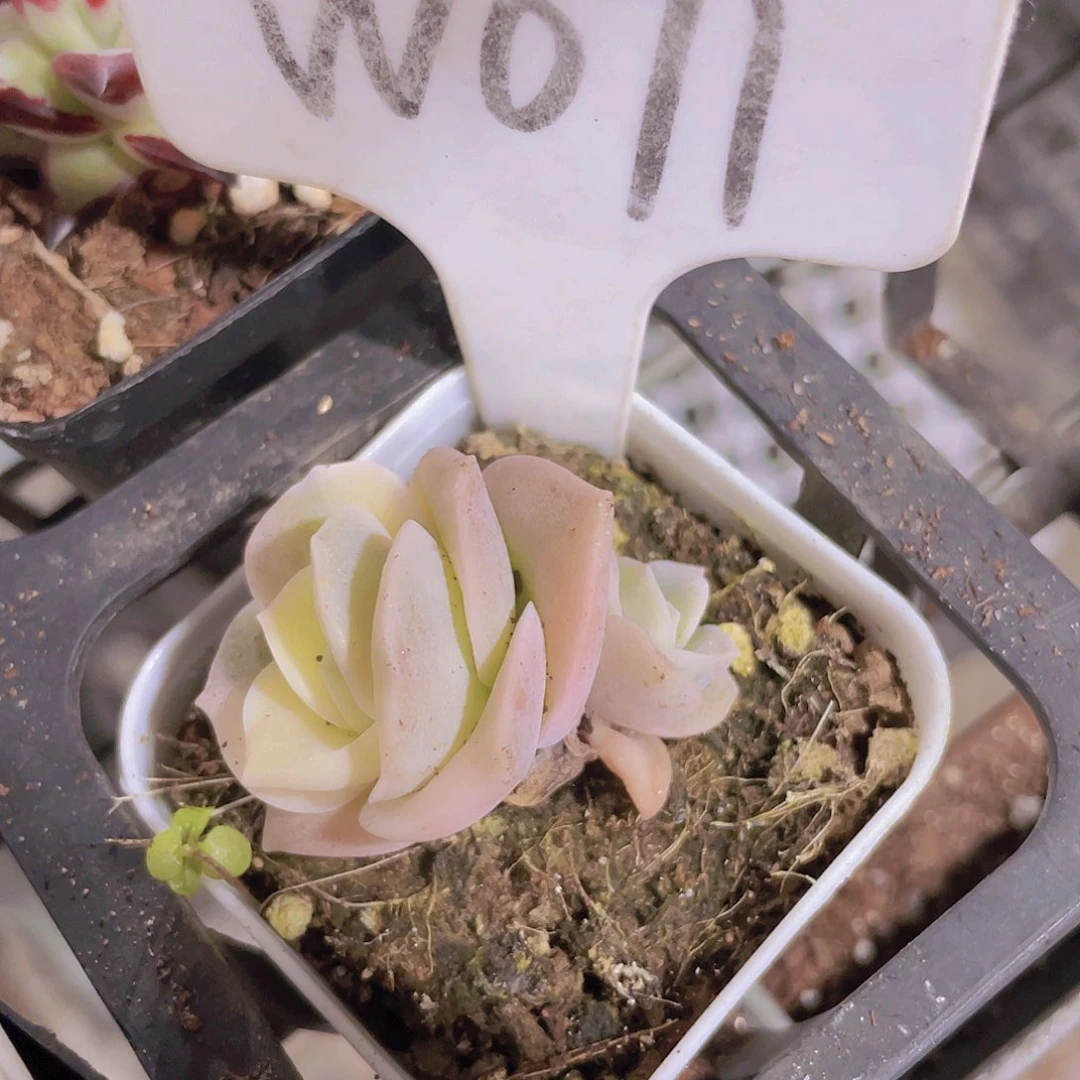 可爱玫瑰锦w071一物一拍