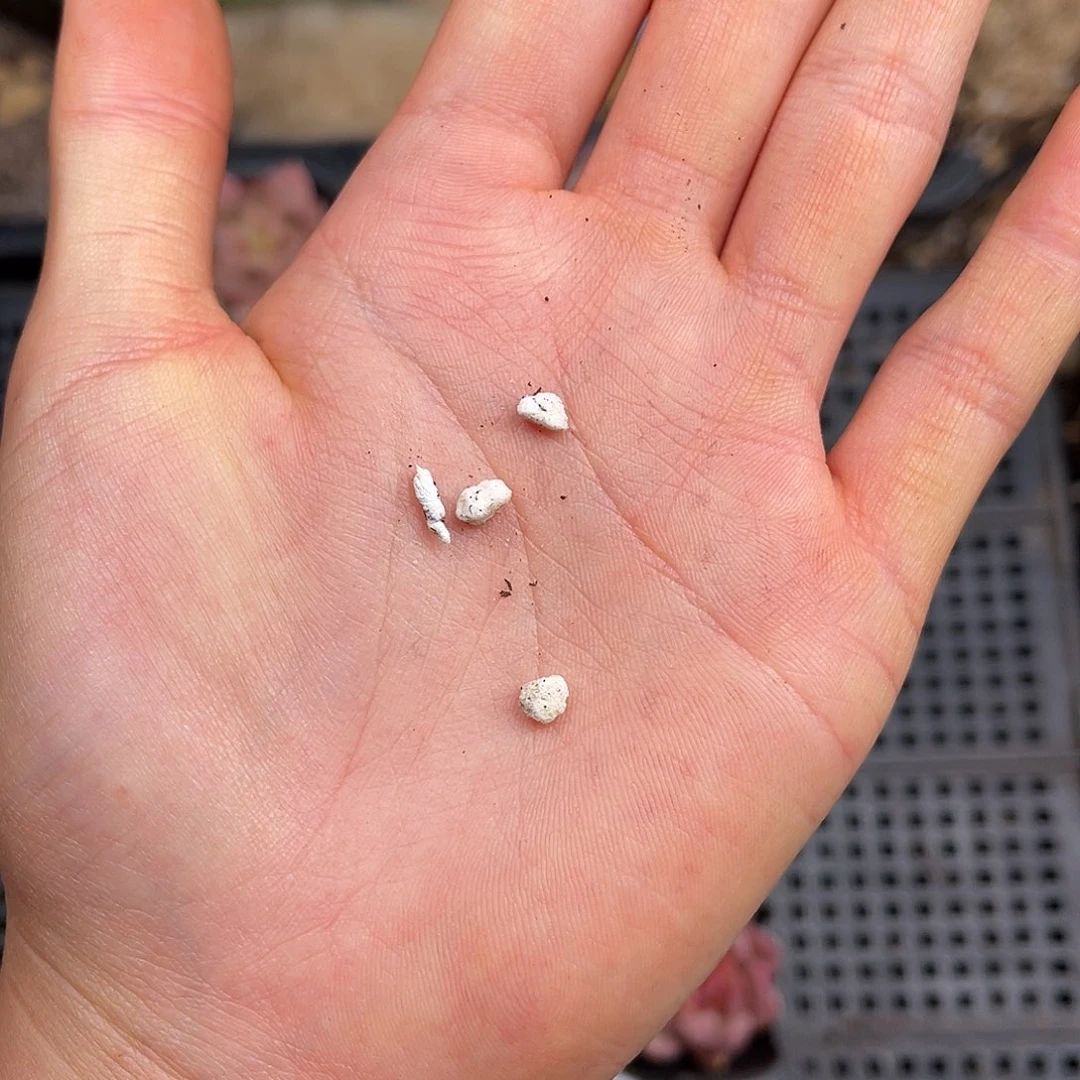 带珍珠岩的进口土10升