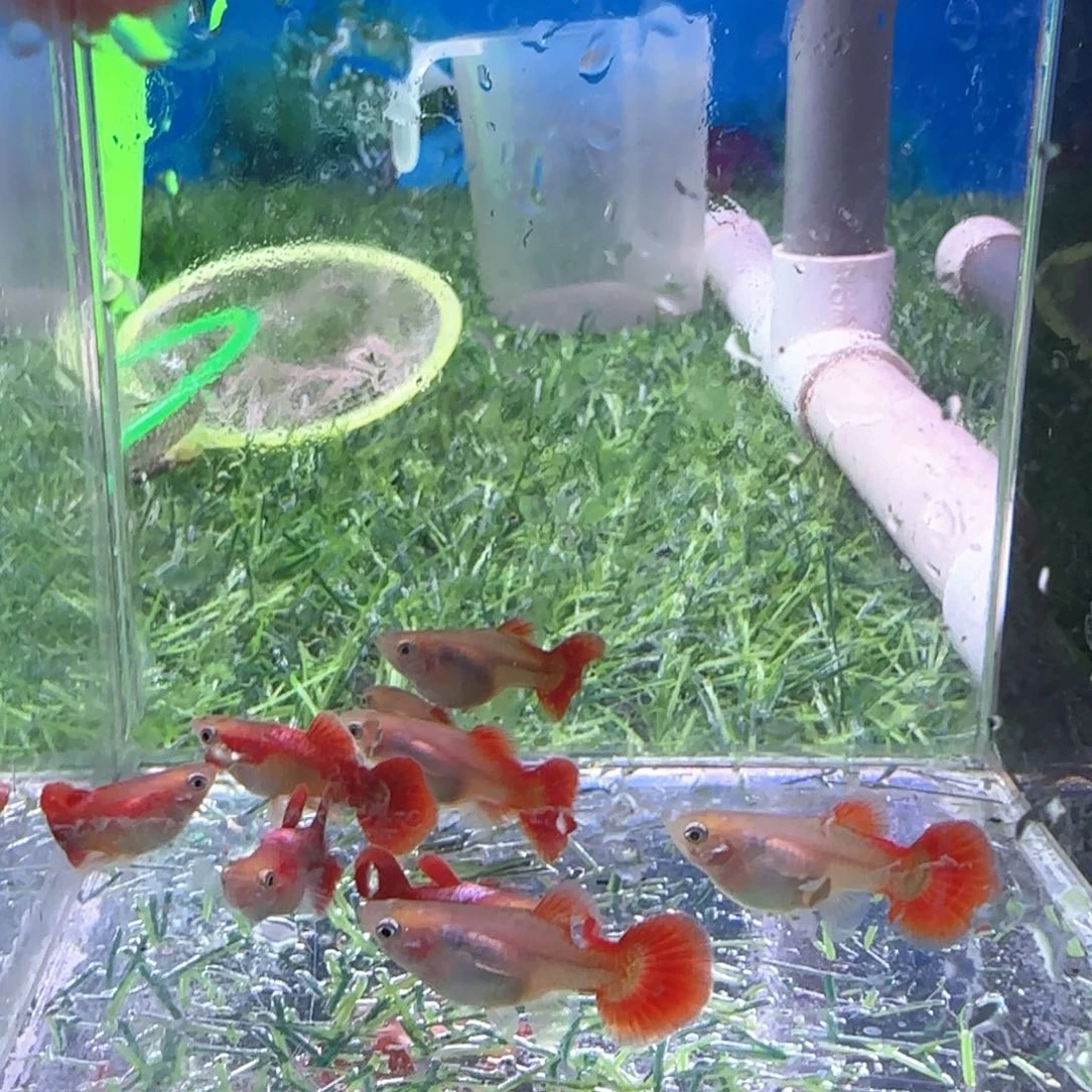 孔雀鱼黄爆球3对孔雀鱼