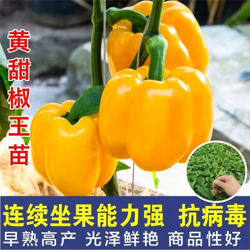 彩色黄红色甜椒苗辣椒种籽种子孑阳台四季盆栽灯笼椒蔬菜种苗籽种