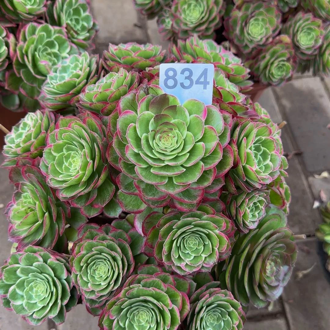 鼠*?万834