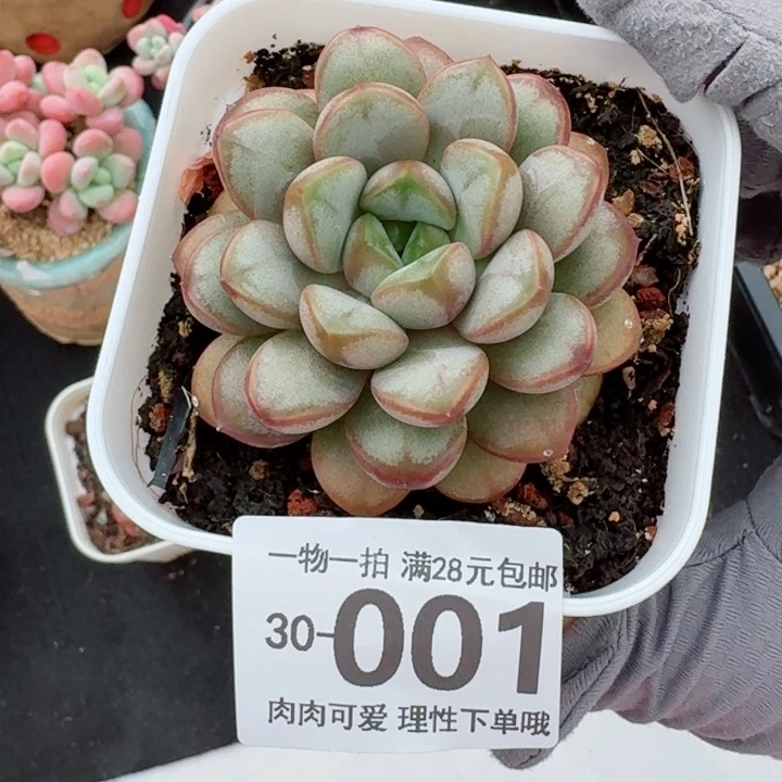 葡萄多肉多肉植物多肉多肉多