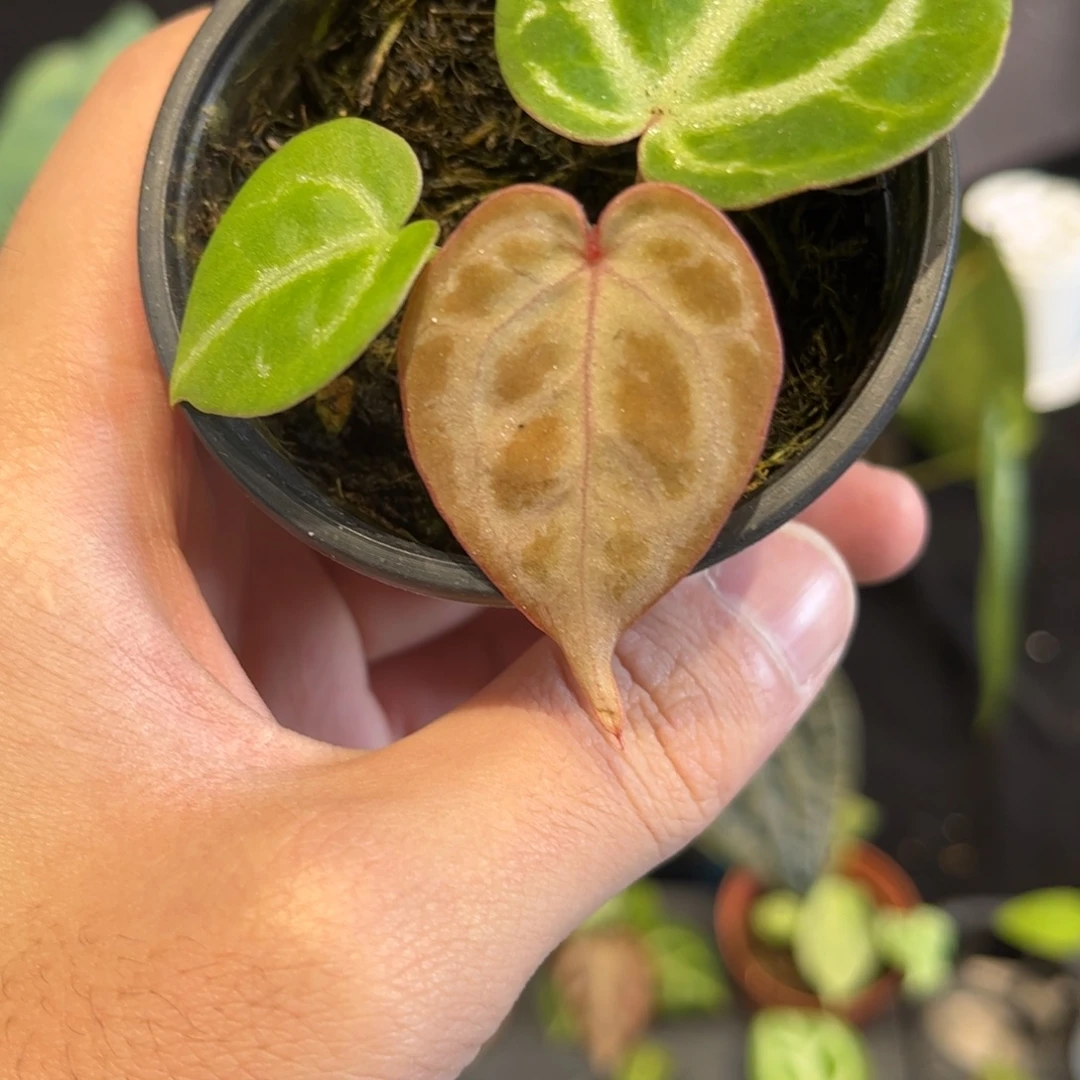 不开花植物神秘a88
