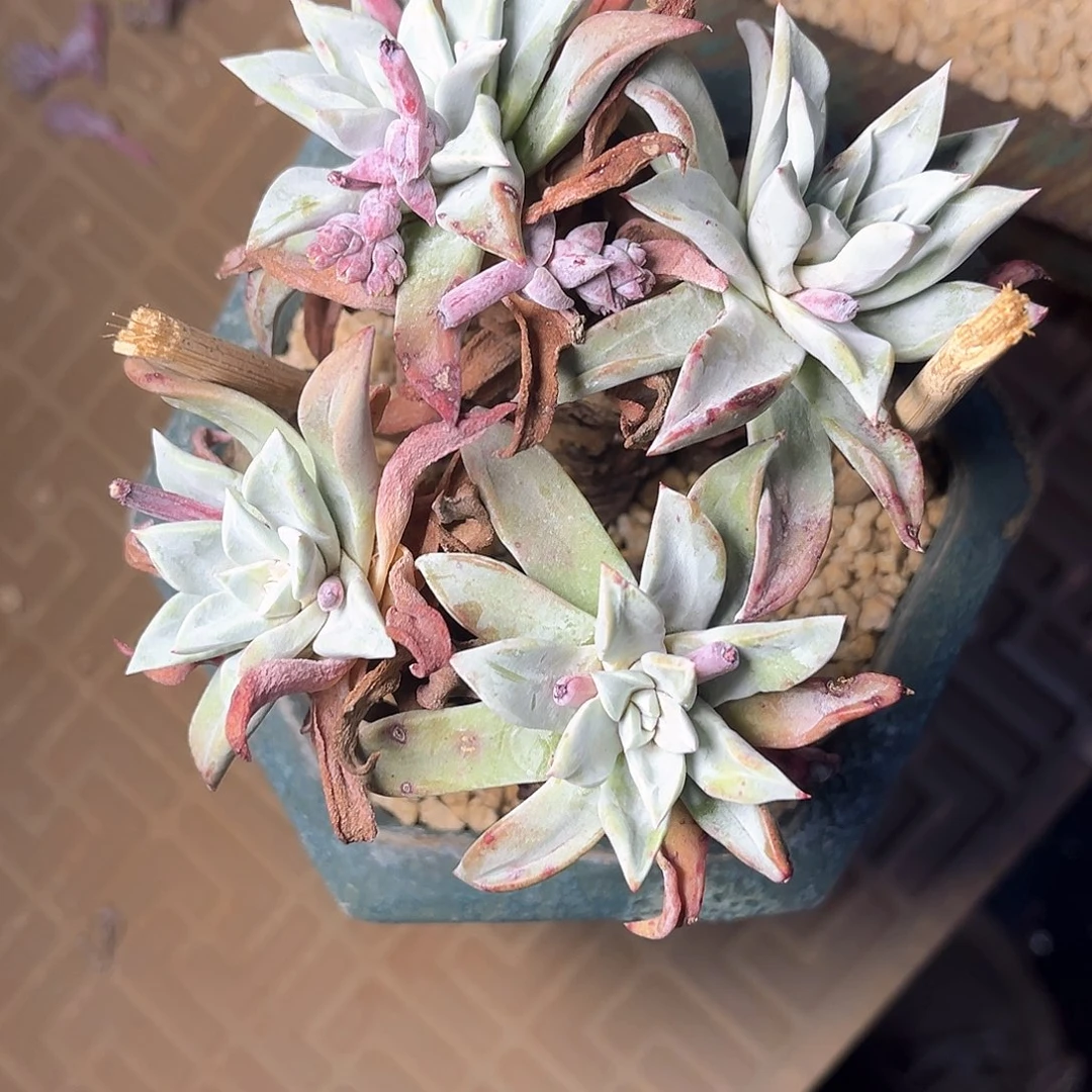 M***o苹果叶老桩多头群生