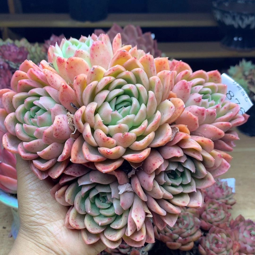 1876杂交精品基地15冠