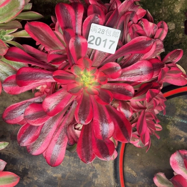 2017南美杜莎多肉植物