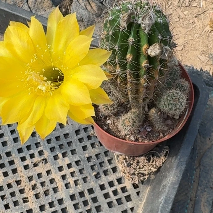 297彩草根掰花脱土发货斑，20包邮