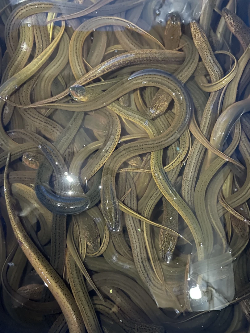 【3斤装】1.2-1.8两荷塘野生土黄鳝