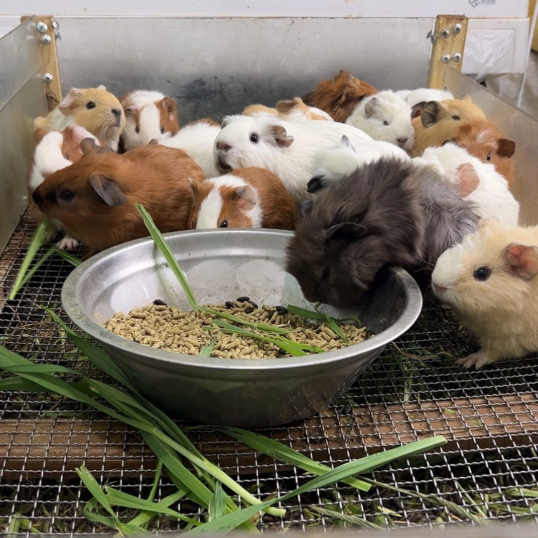 奶黄加州弟弟388可爱