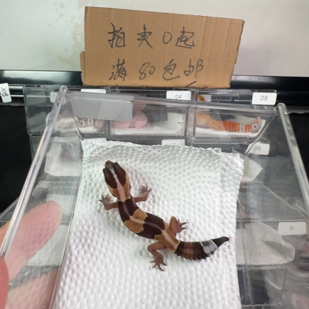 豹纹守宫直线原色瘾幽灵弟弟