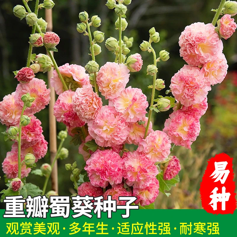 重瓣多年生四季可播易种室内阳台盆栽花卉小院种植耐寒