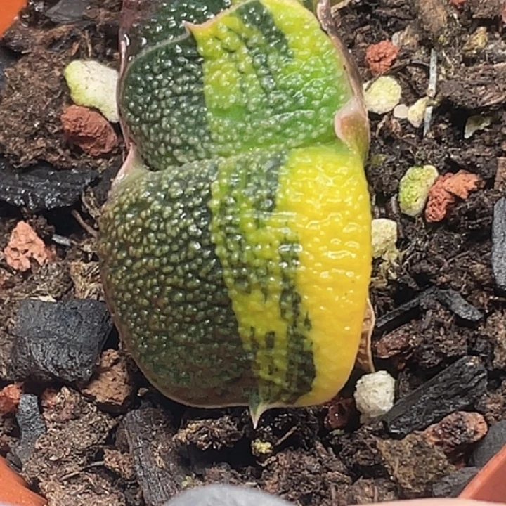 一物一拍竞拍福利拍