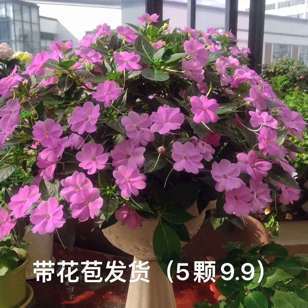 凤仙花小苗花卉四季开花不同颜色发货
