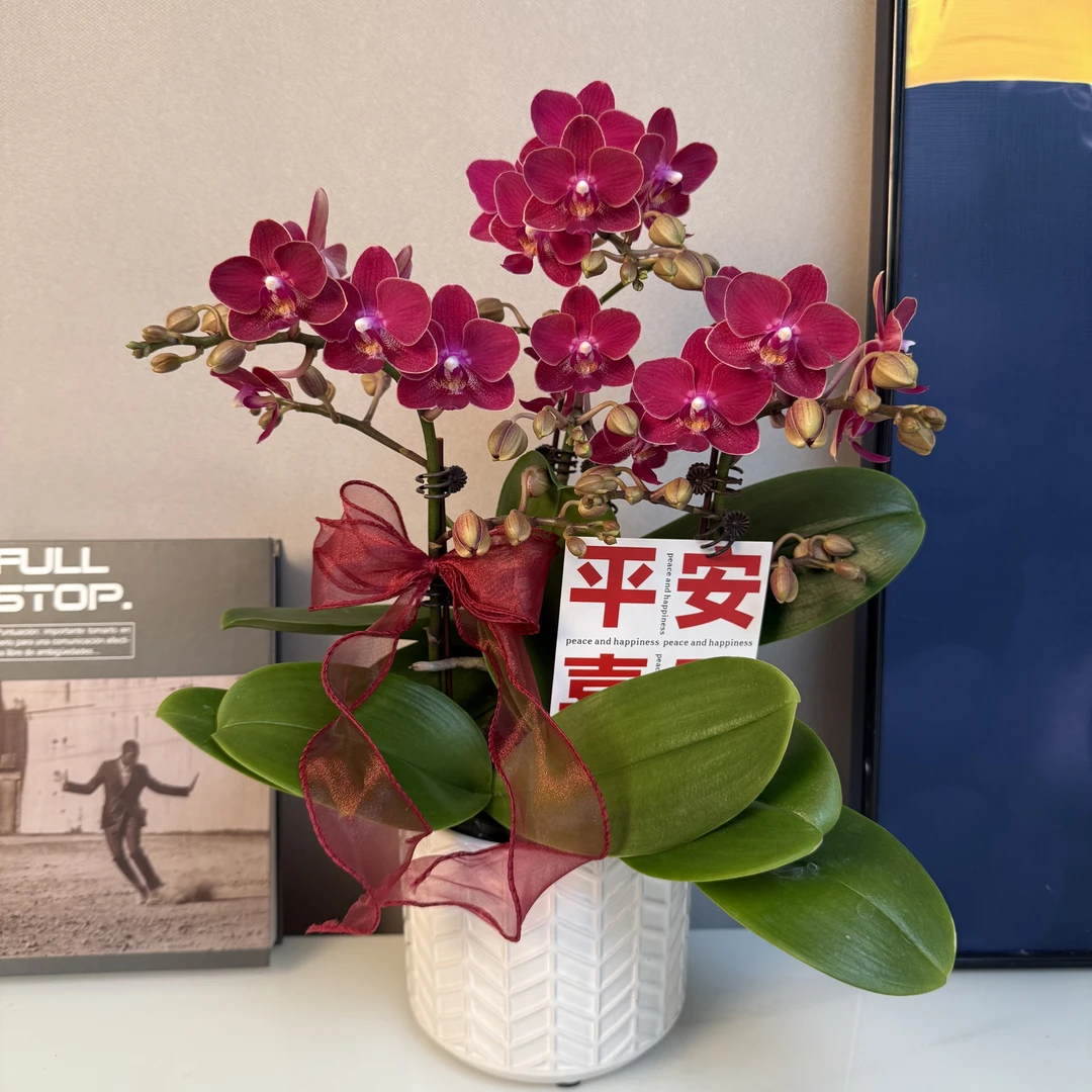 蝴蝶兰【香妃】正红色系 丰花带香味 续花家居摆放基地直发