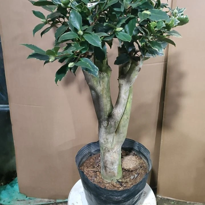 491金边三塞，原盆原土发货，不包邮