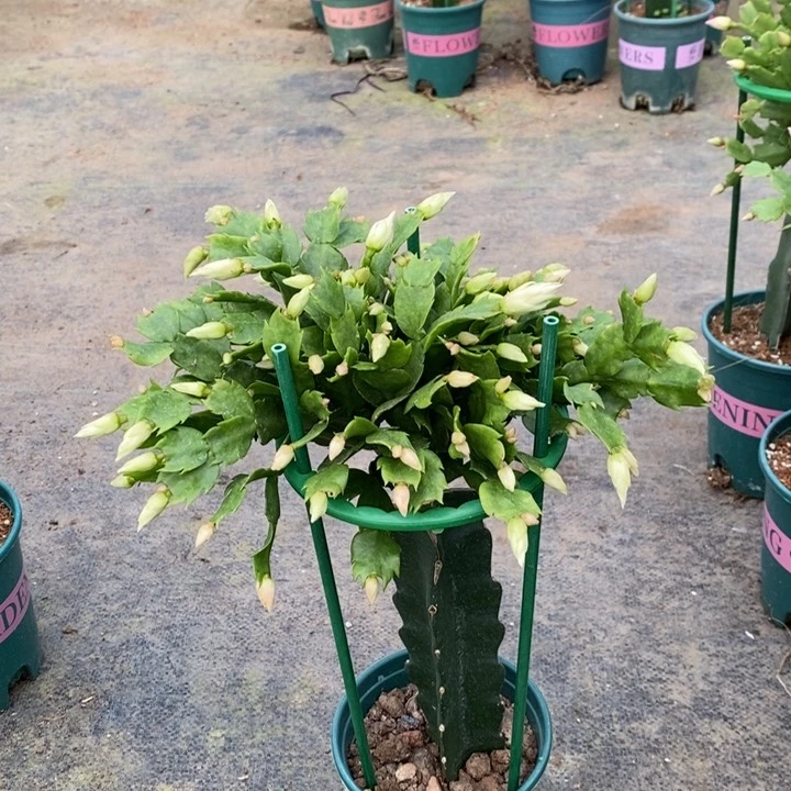 大部分花苞少量开放风**我002嫁接Ap08