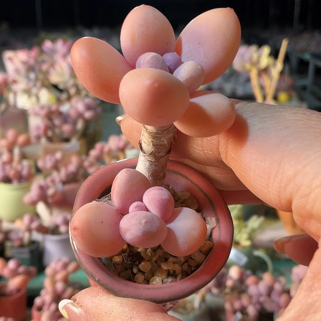 ʚ****ɞ多肉植物的生长发育与生长发育