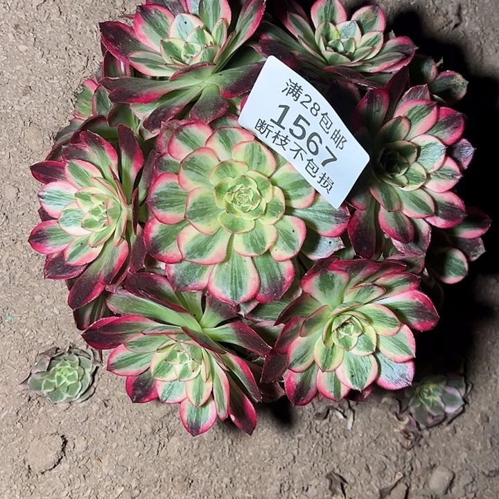 1567无根云和多肉植物