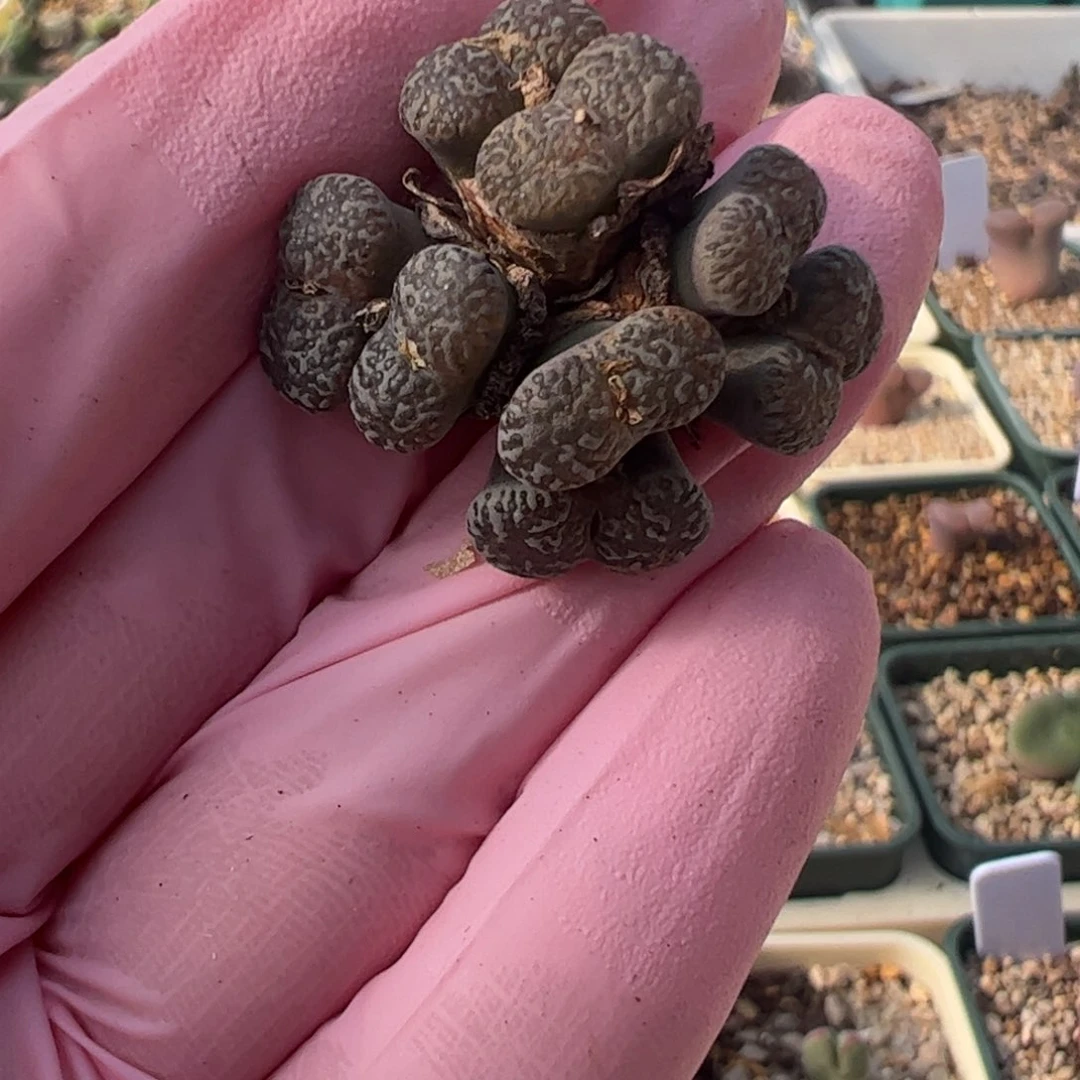 150 好看的多肉冲冲冲