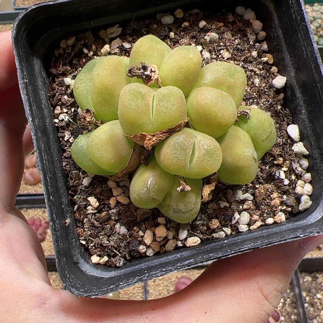 【闪购商品】29 毛群