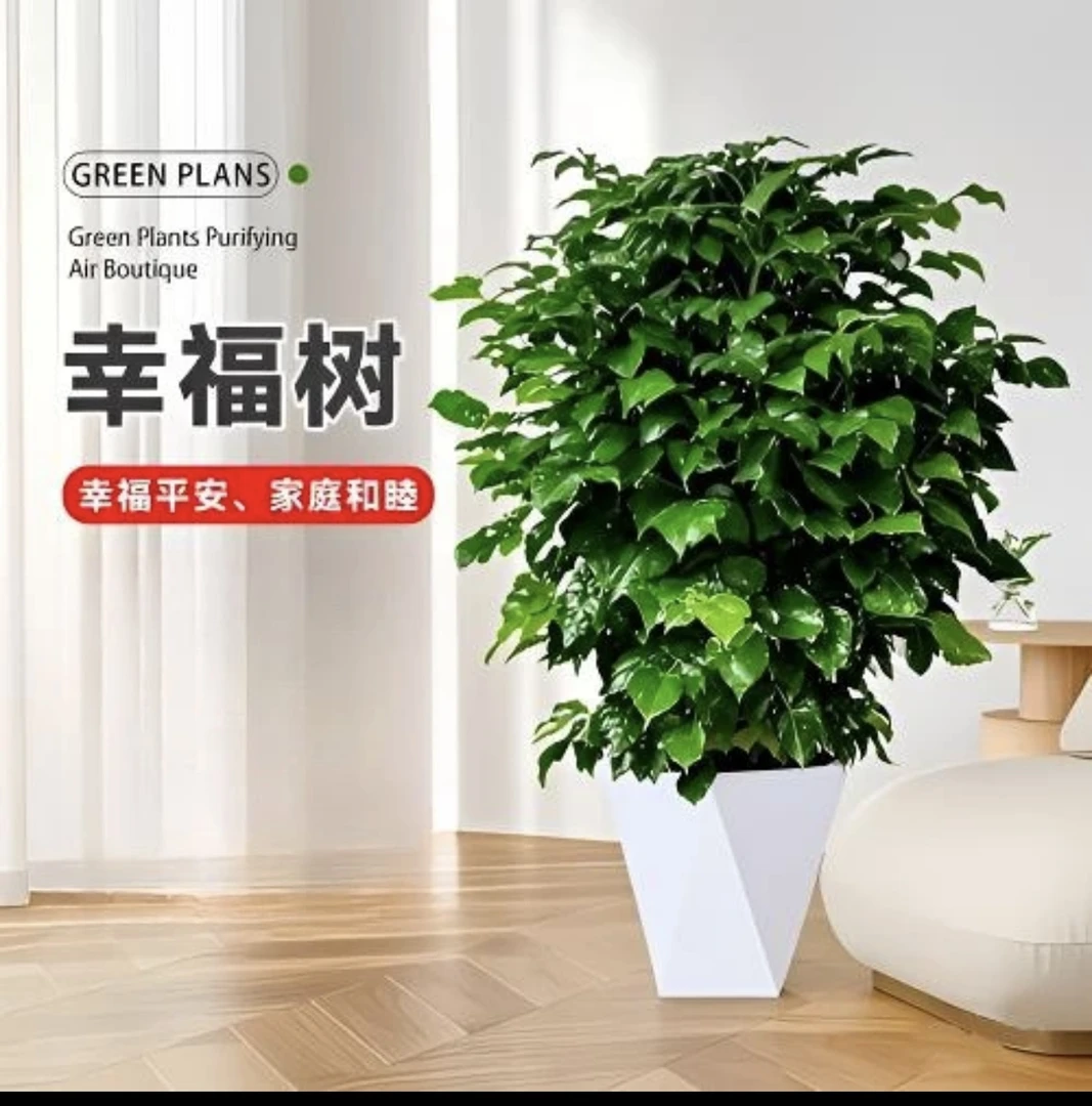 丛生幸福树【60- 70cm】高绿宝 室内室外绿植盆栽花卉 四季常绿