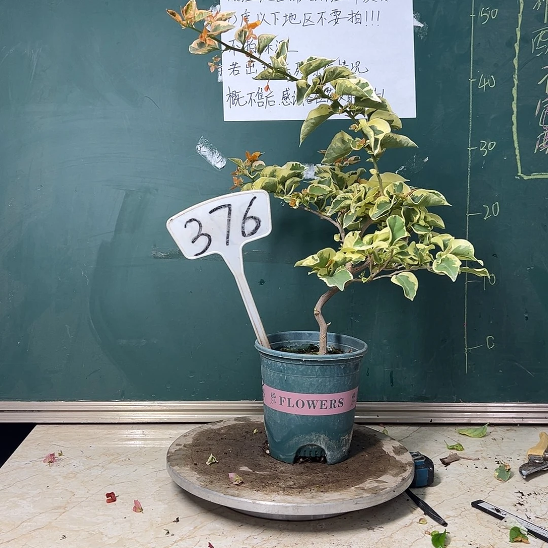 完全开放 福利 金边黄 造型  376