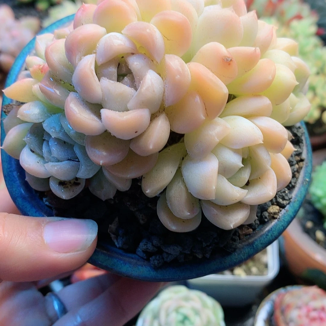 【闪购商品】梵*梵音奶油美人