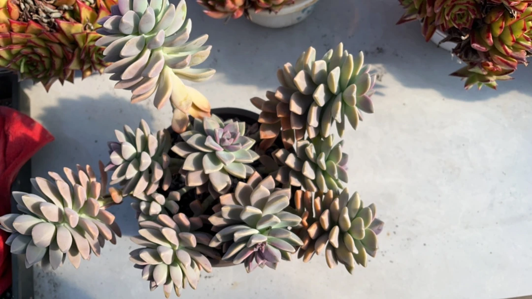 淡雪 多肉植物 好养