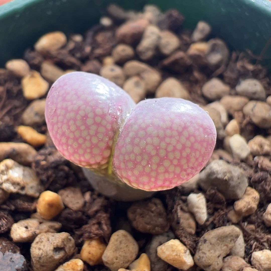 182优选德系c10单头3.5年