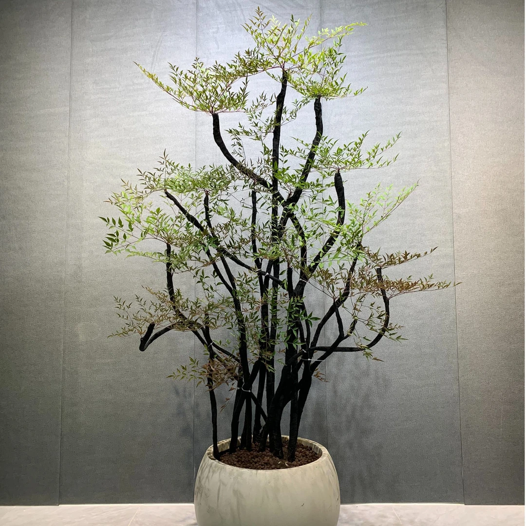 南天竹火焰南天竹大型绿植氛围感欧式好养小清新净化空气除甲醛