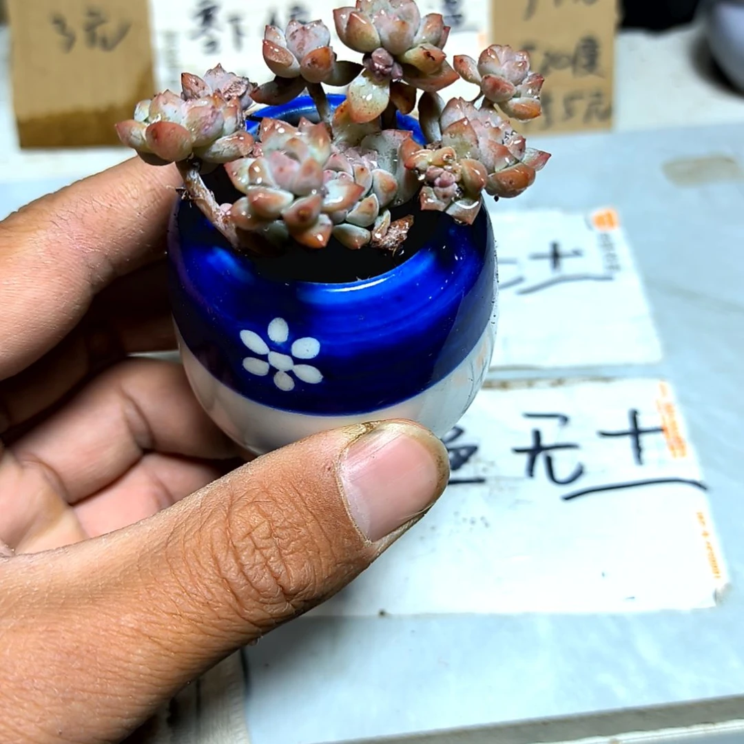 满6元包邮，粉曼多头老苗