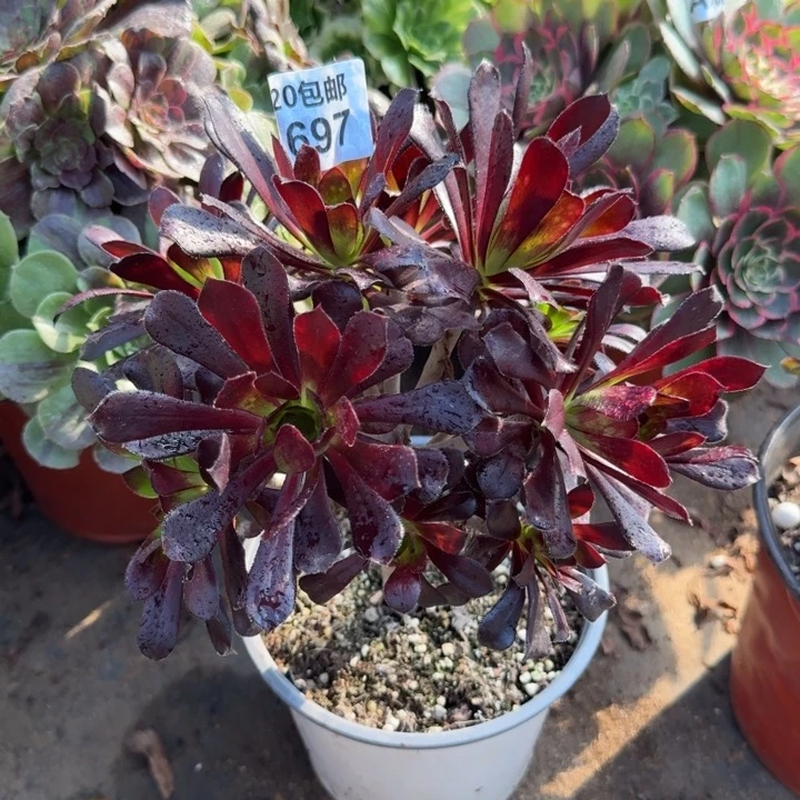 满20包邮，697墨法师