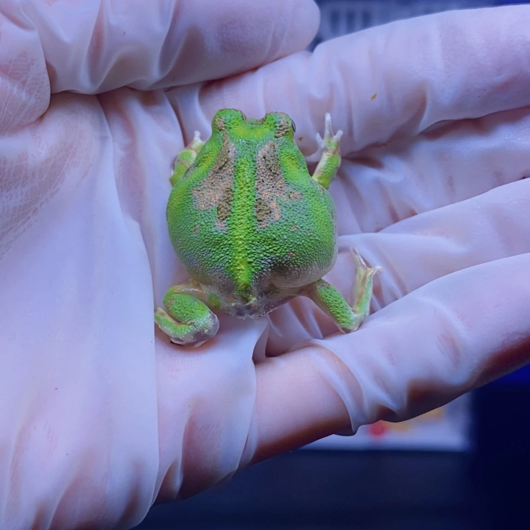 角蛙波子角蛙一只。