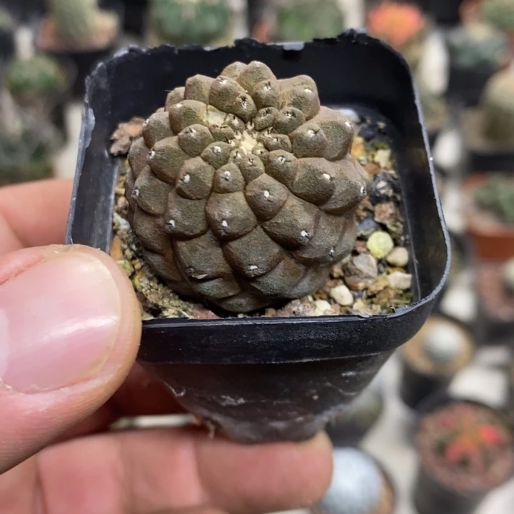 蜥蜴皮特价福利包邮
