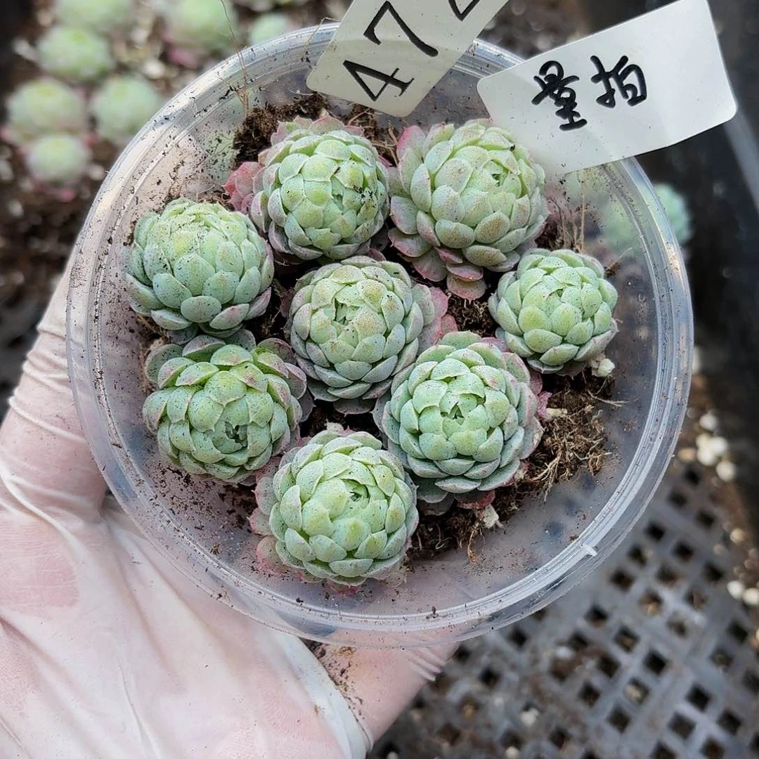 多肉植物多肉植物472量拍