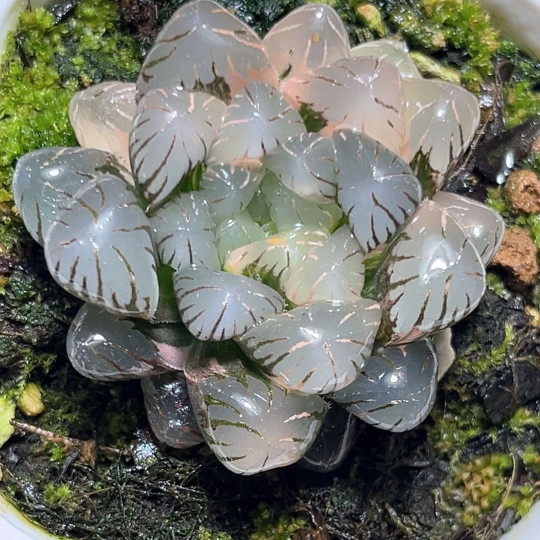 恭喜发财大吉大利1119