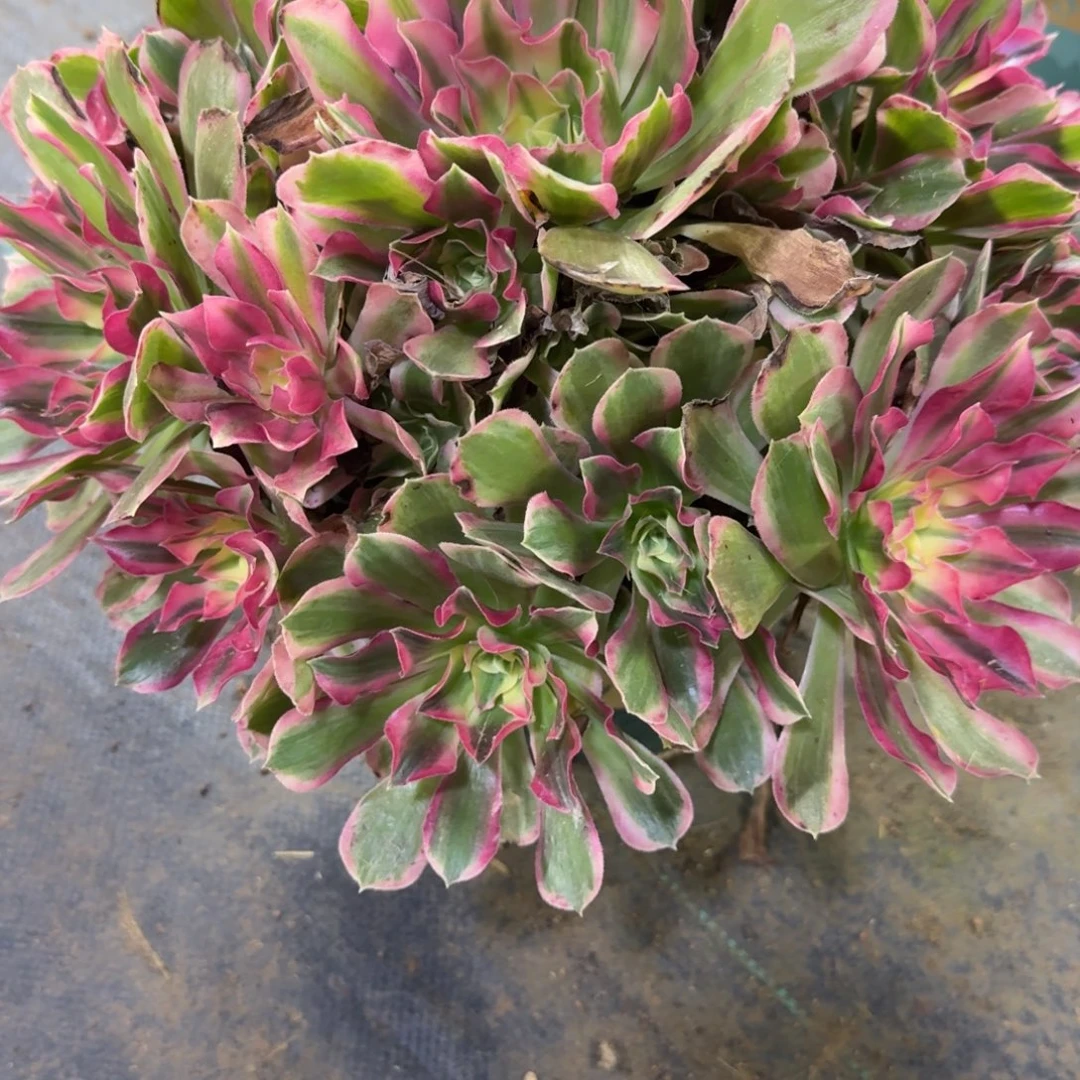 花样年华多肉植物020