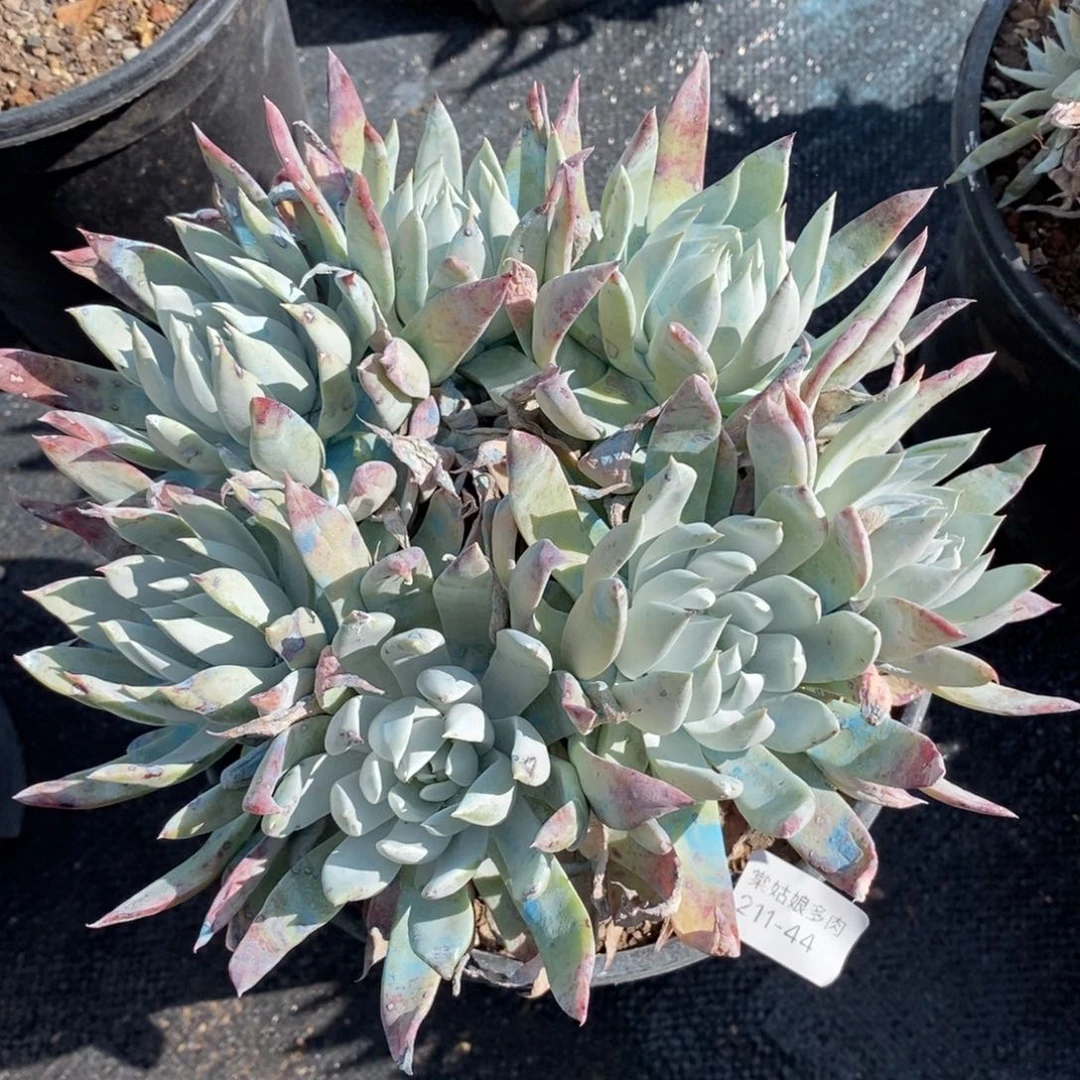 44号苹果叶大群粗腿