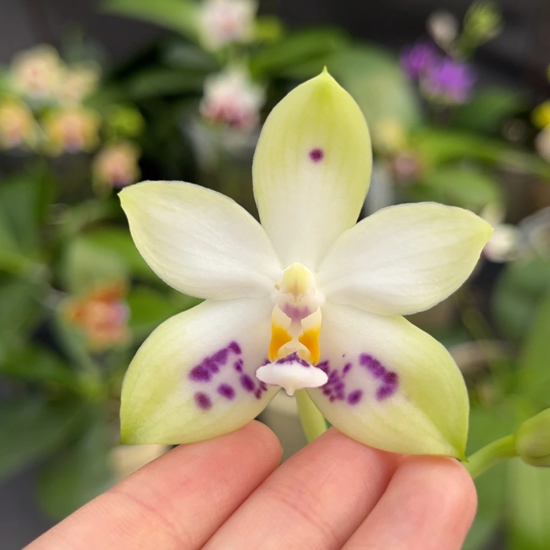 完全开放2.5寸3288开花株